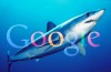 requin-google